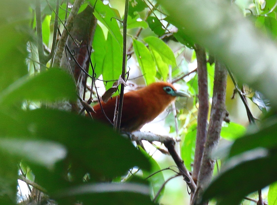 Raffles's Malkoha - ML640126504