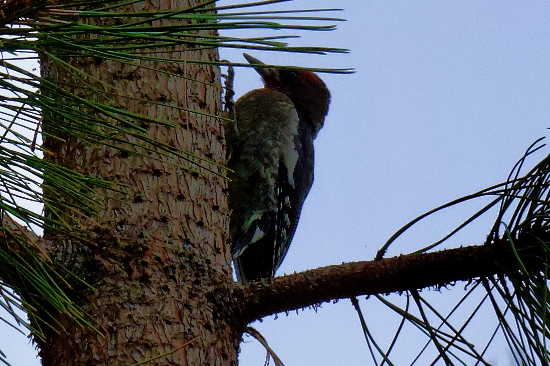 Red-naped x Red-breasted Sapsucker (hybrid) - ML640126536