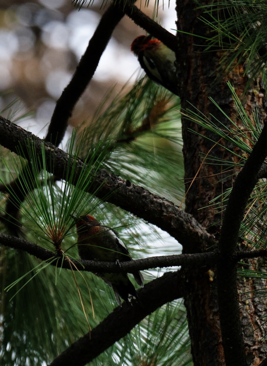 Red-naped x Red-breasted Sapsucker (hybrid) - ML640126539