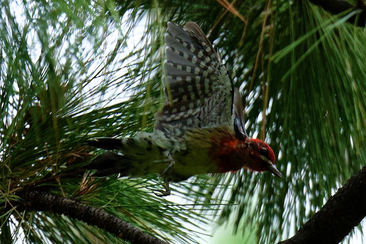Red-naped x Red-breasted Sapsucker (hybrid) - ML640126543