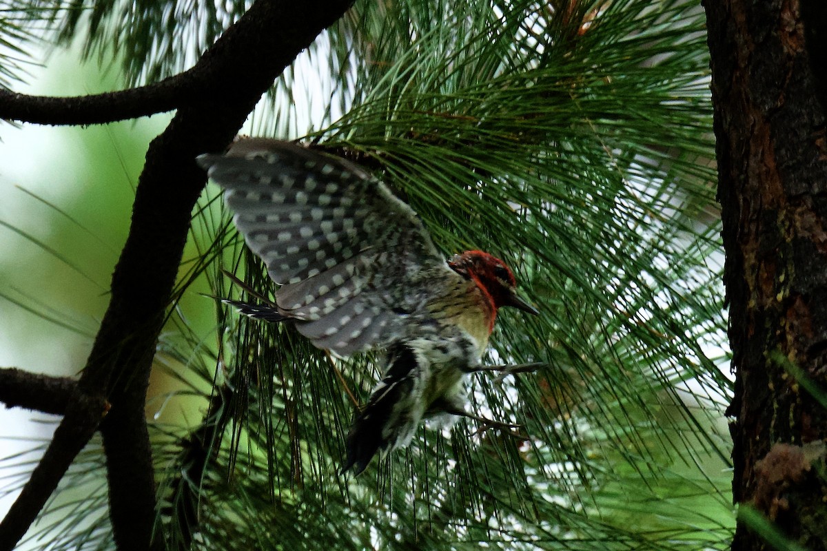 Red-naped x Red-breasted Sapsucker (hybrid) - ML640126551