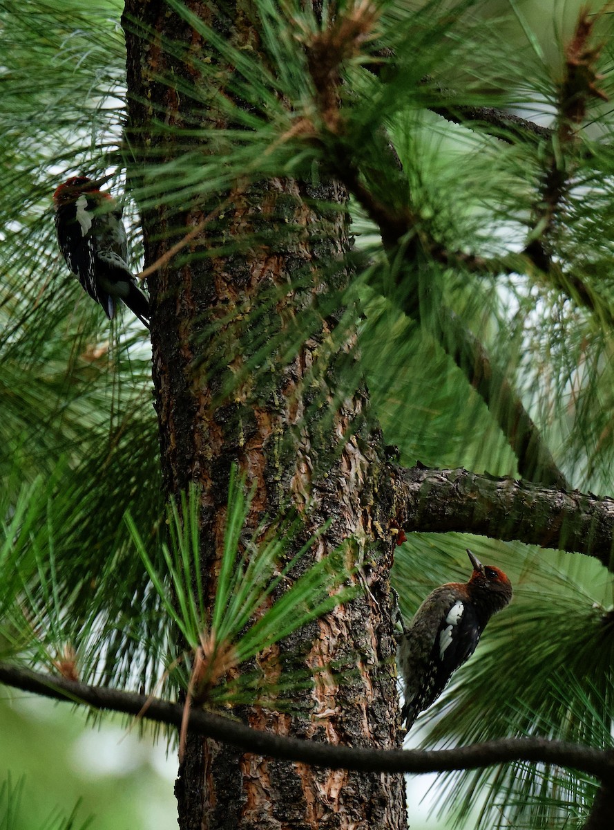 Red-naped x Red-breasted Sapsucker (hybrid) - ML640126556