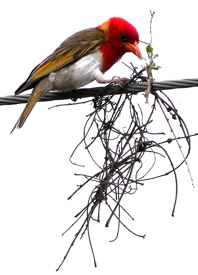 Red-headed Weaver (Southern) - ML640126644