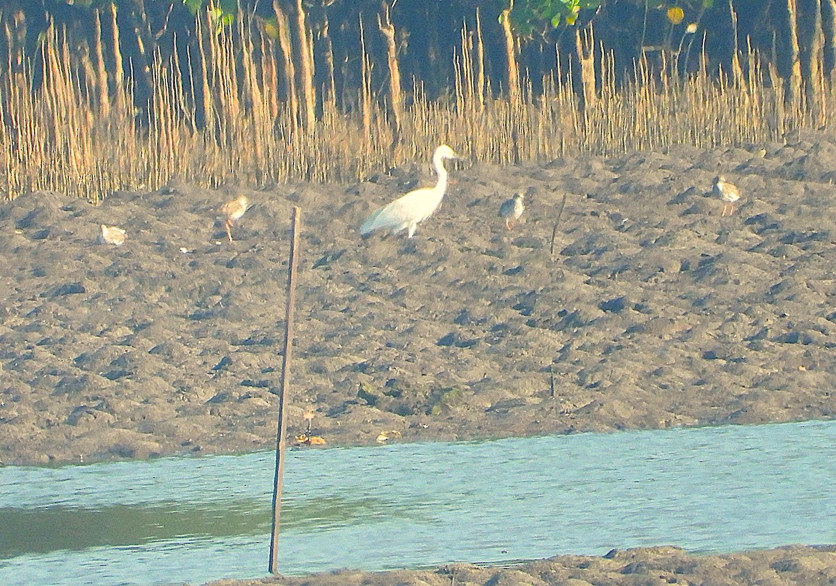 Medium/Plumed Egret - ML640126647