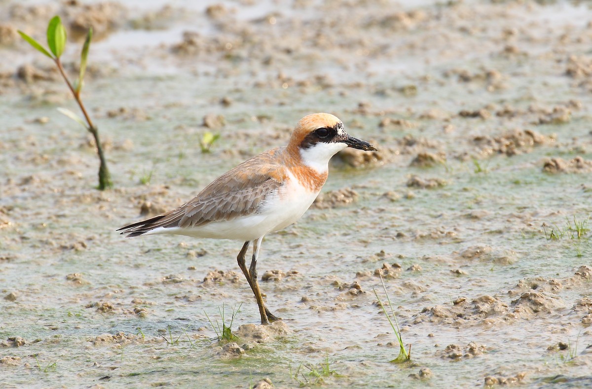 Greater Sand-Plover - ML640126650