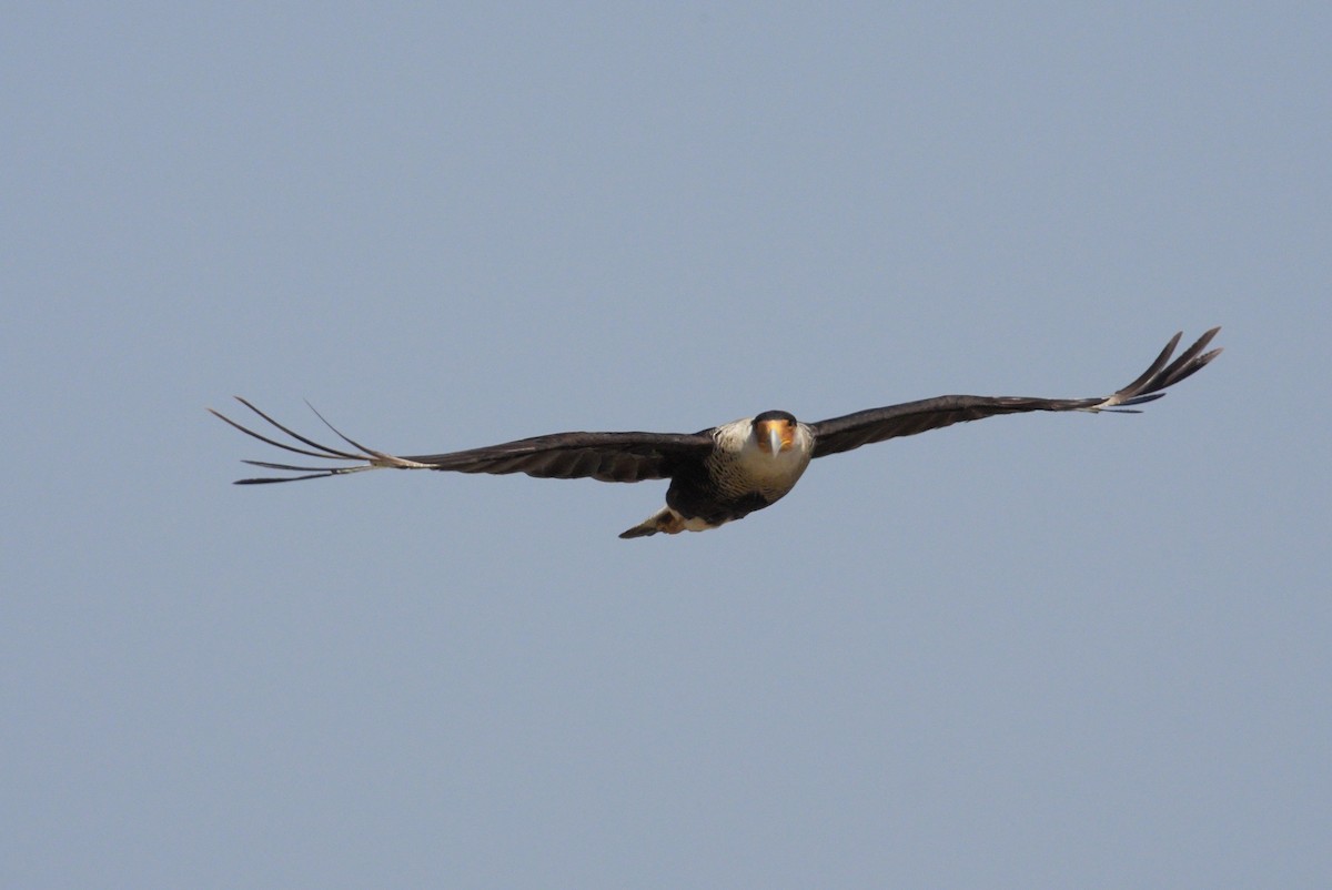 Caracara Carancho (norteño) - ML640126683