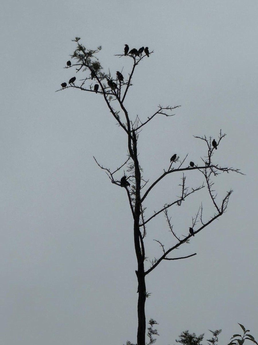 Southern Hill Myna - ML640126687