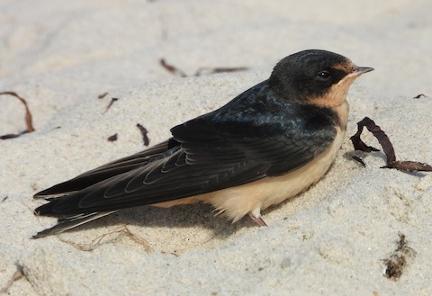 Rare Bird Alert New York: Spot Incredible Finds Today!