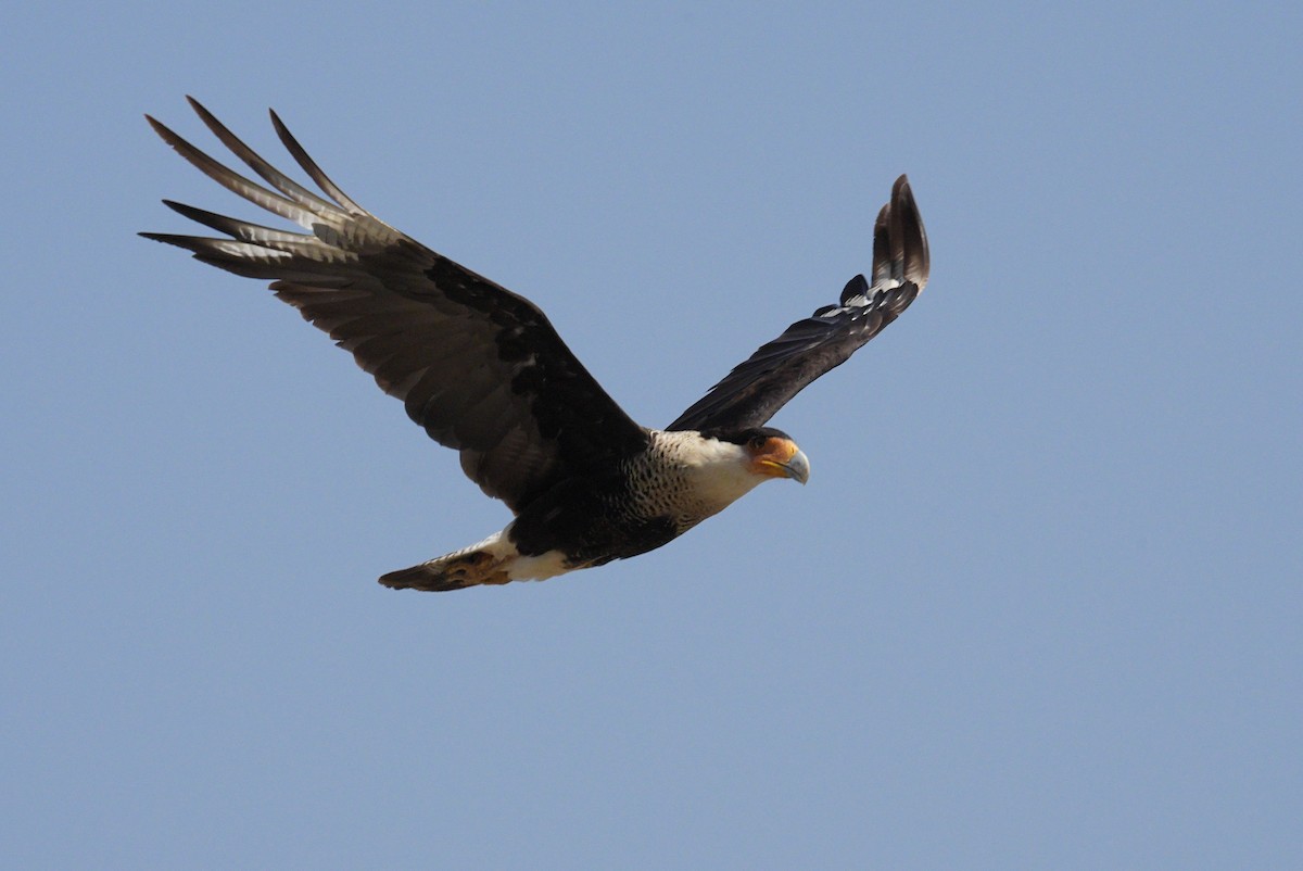 Caracara Carancho (norteño) - ML640126697