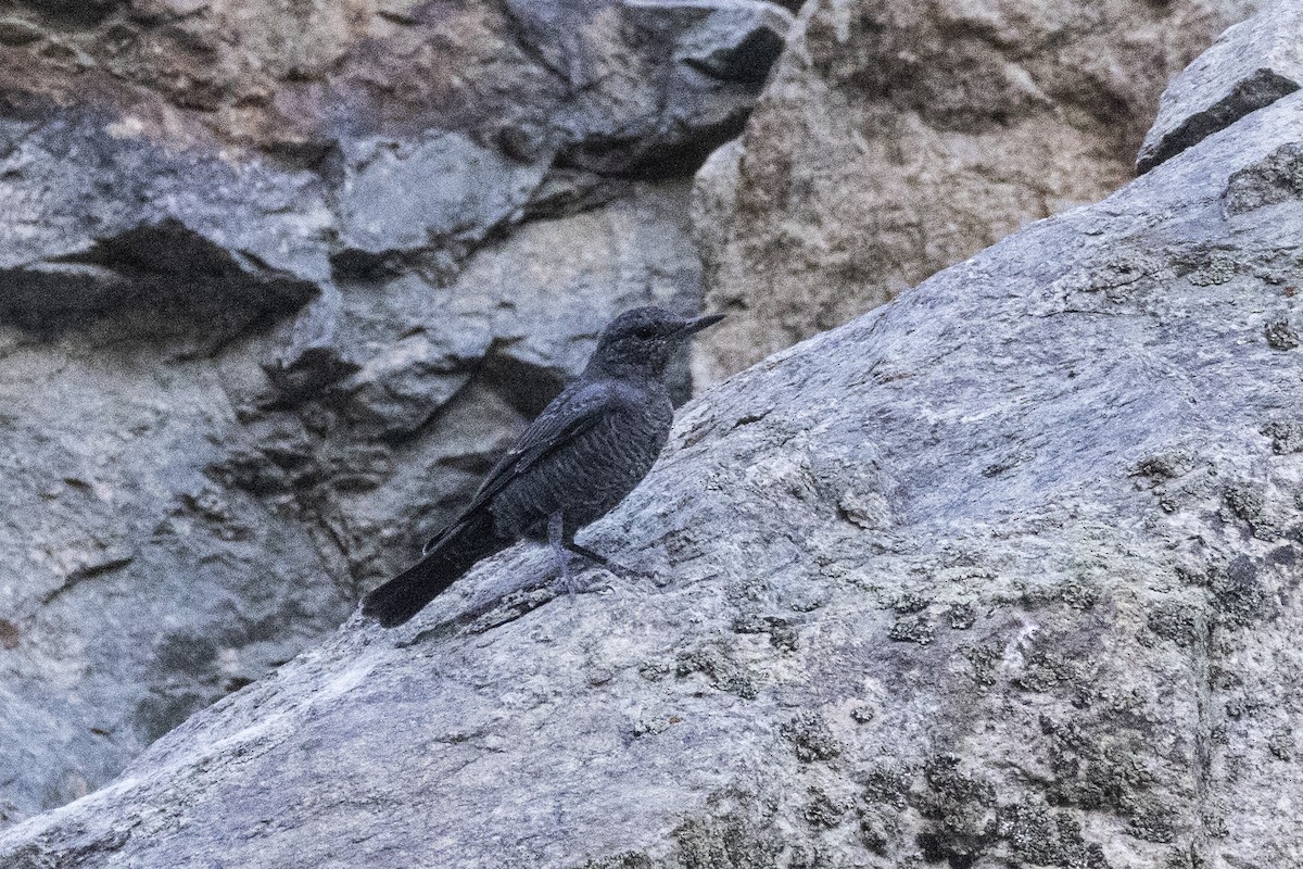 skalník modrý - ML640126745