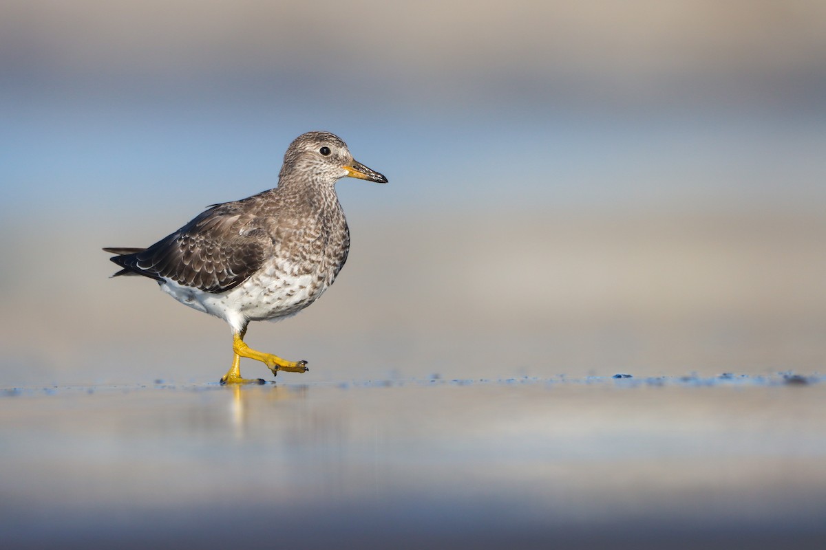 Surfbird - ML640126843