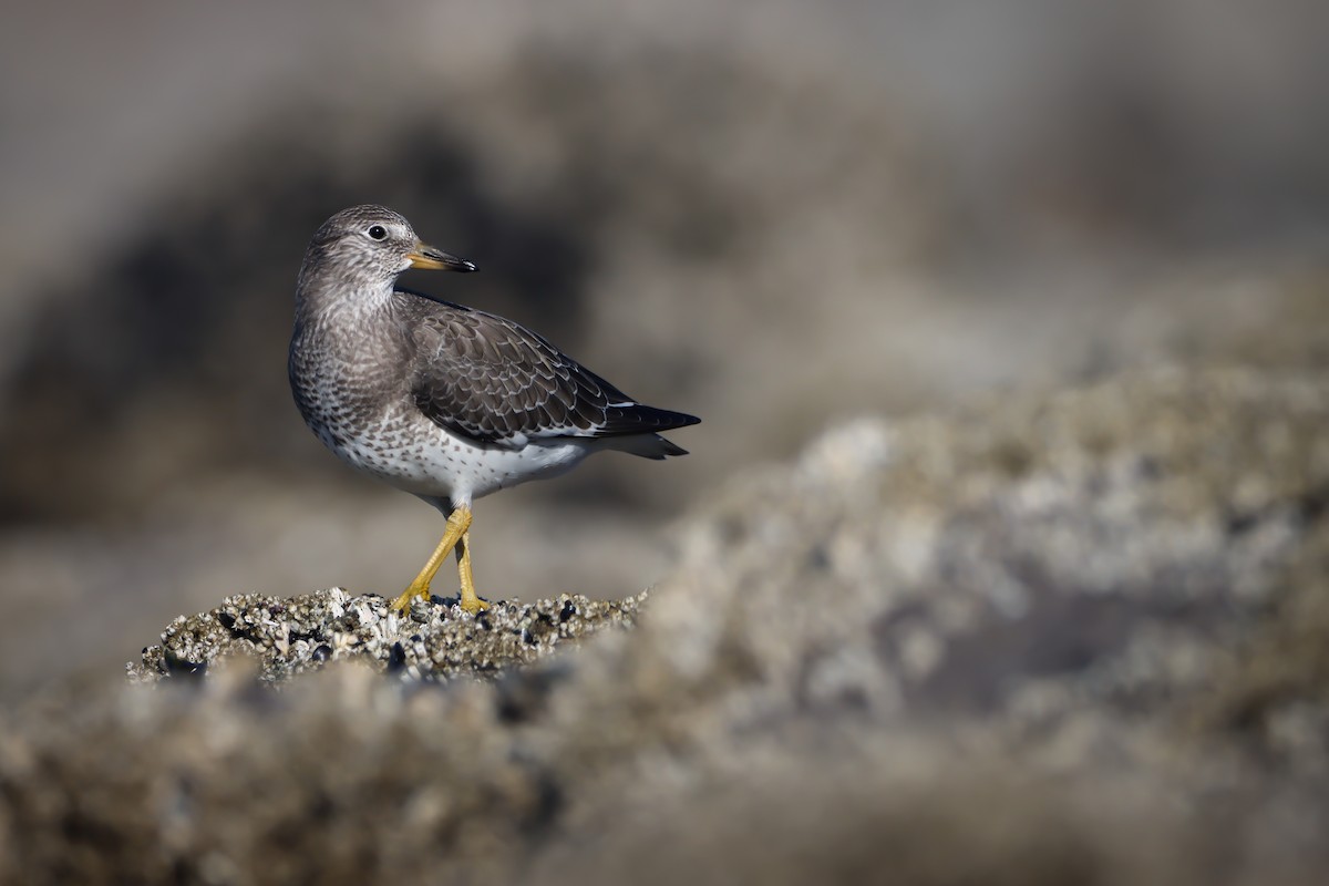 Surfbird - ML640126844