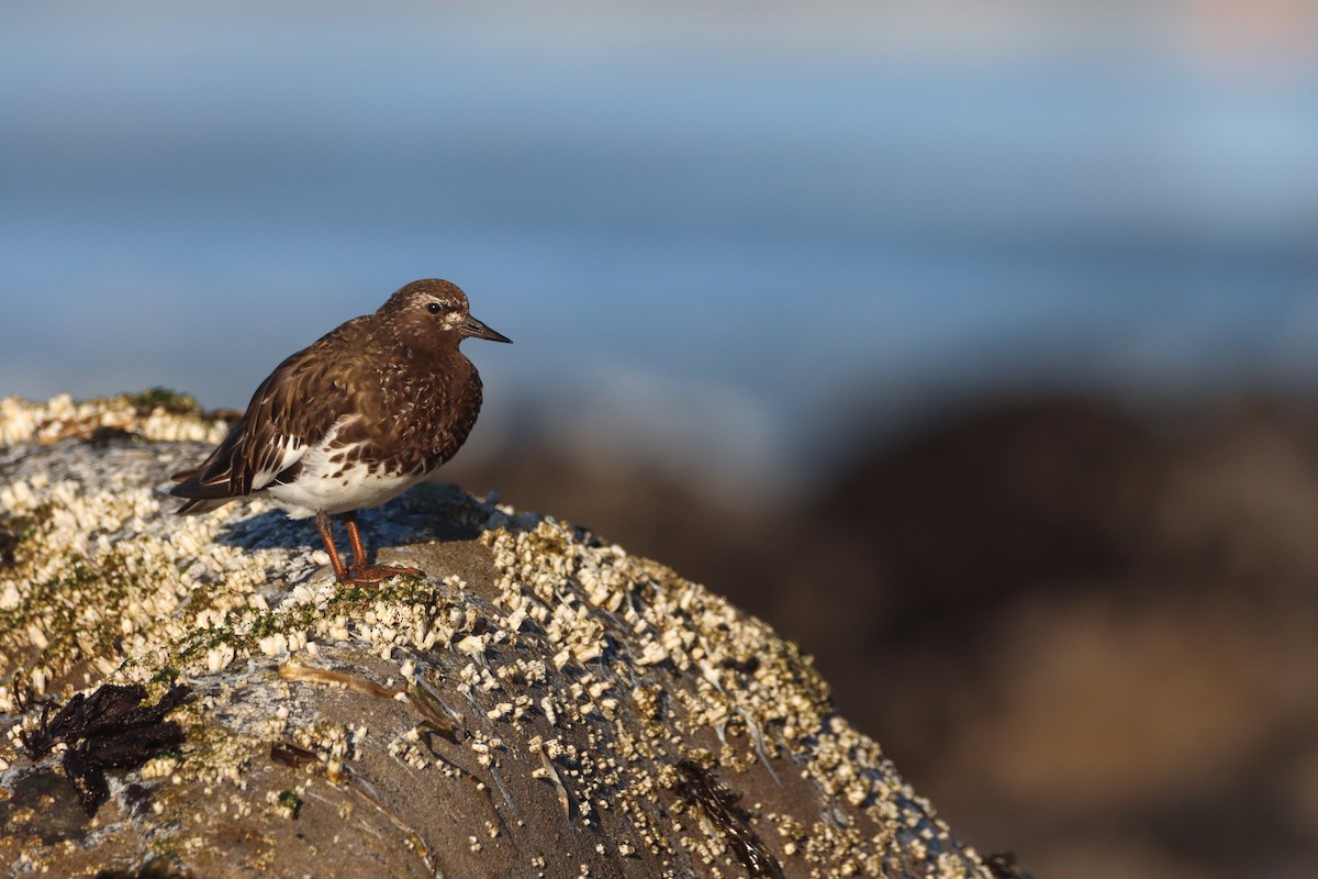 kamenáček černohlavý - ML640126846