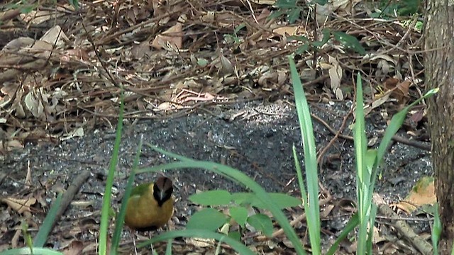 Noisy Pitta - ML640126857