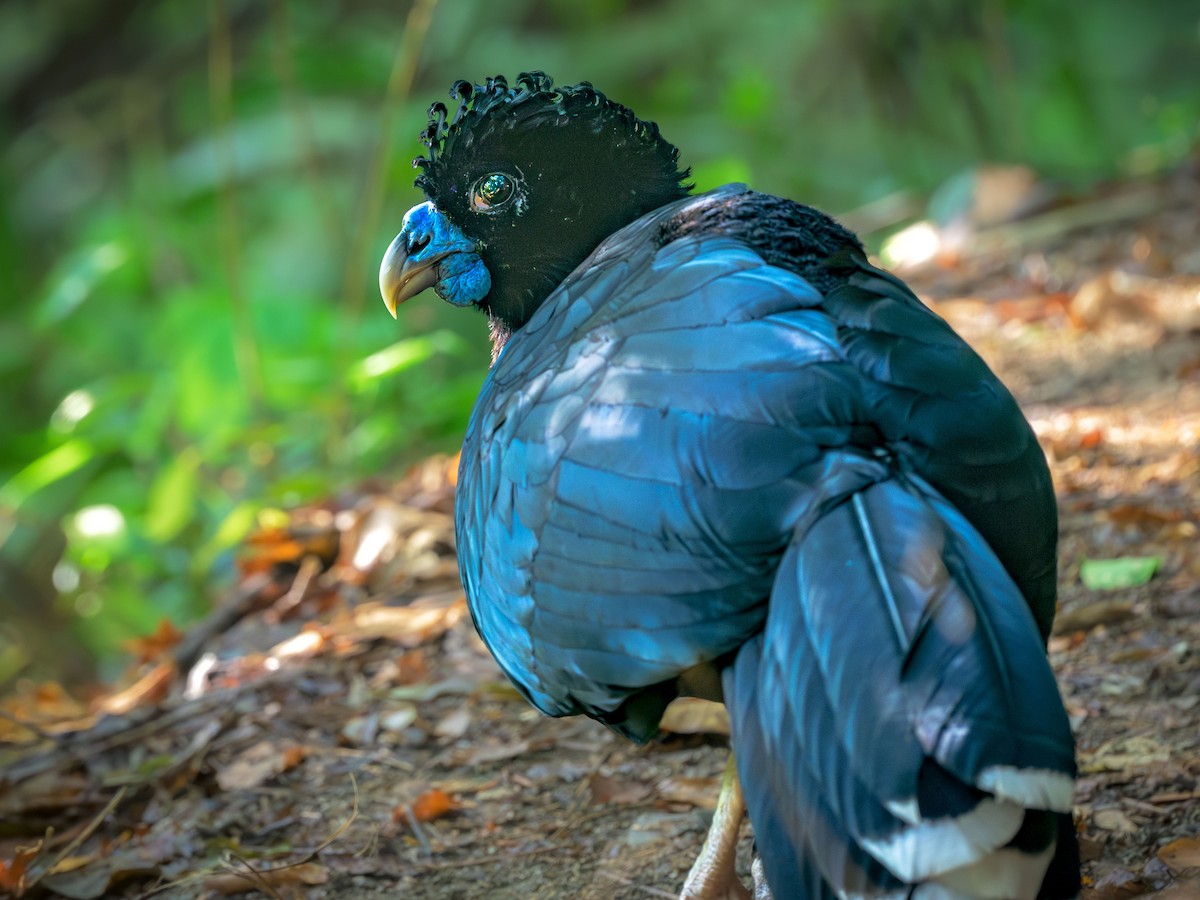 Blue-billed Curassow - ML640126897