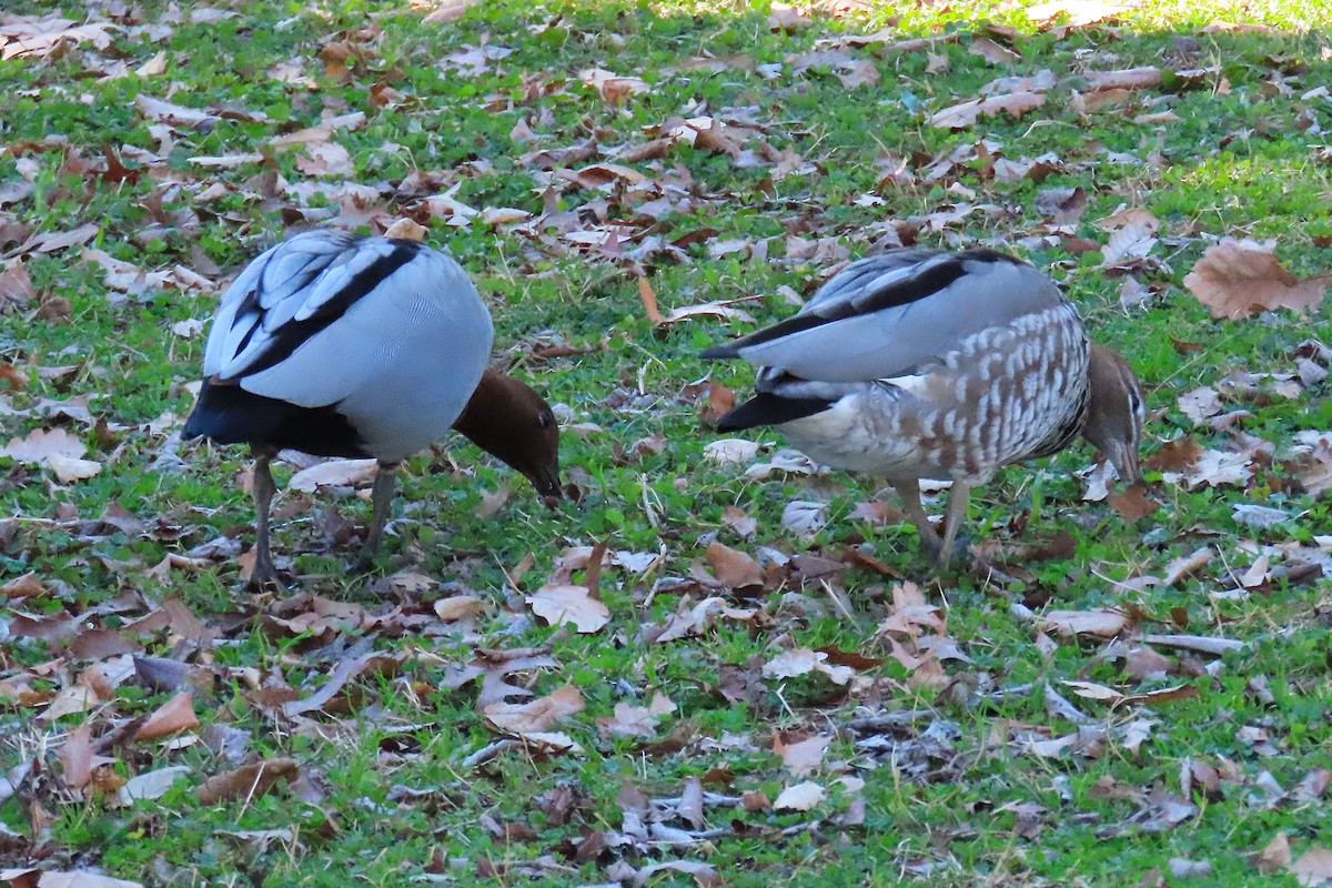 Maned Duck - ML640126981
