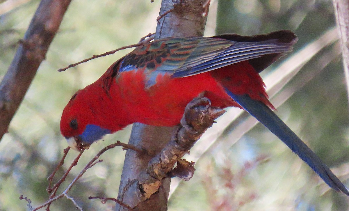 Crimson Rosella - ML640126983