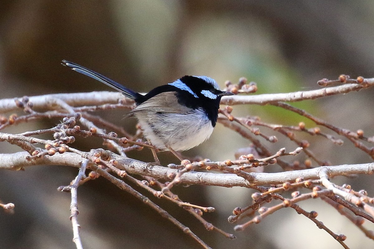Superb Fairywren - ML640126986