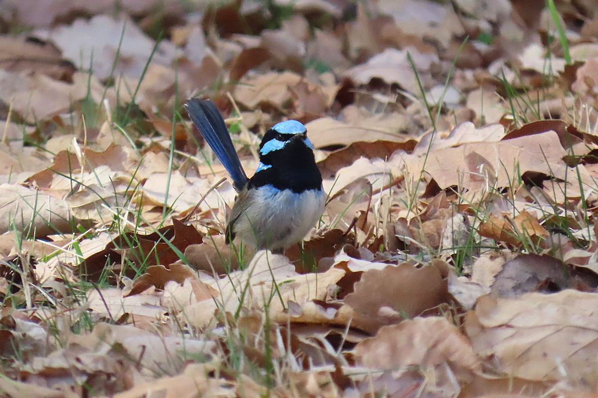 Superb Fairywren - ML640126987