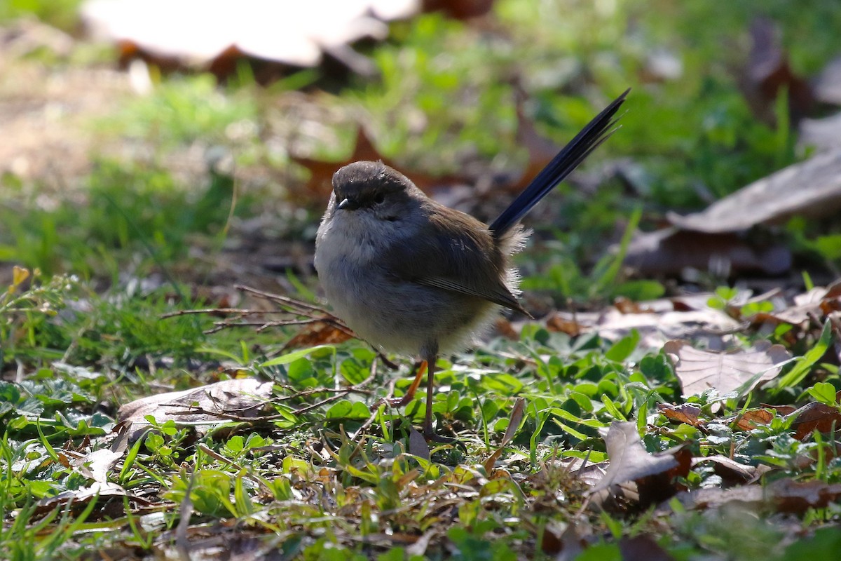 Superb Fairywren - ML640126989