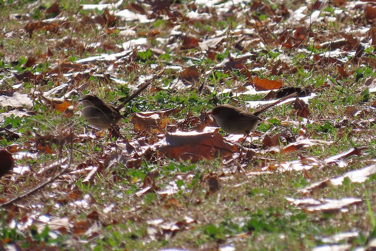 Superb Fairywren - ML640126990