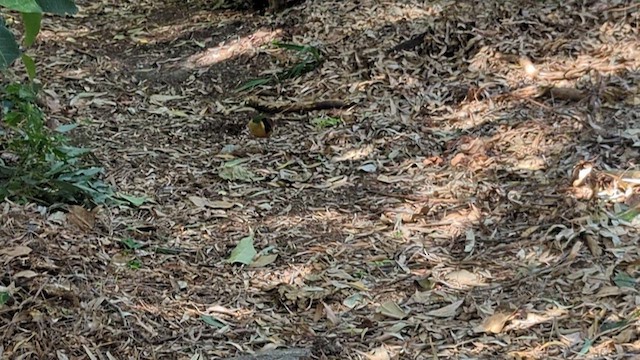 Noisy Pitta - ML640126993