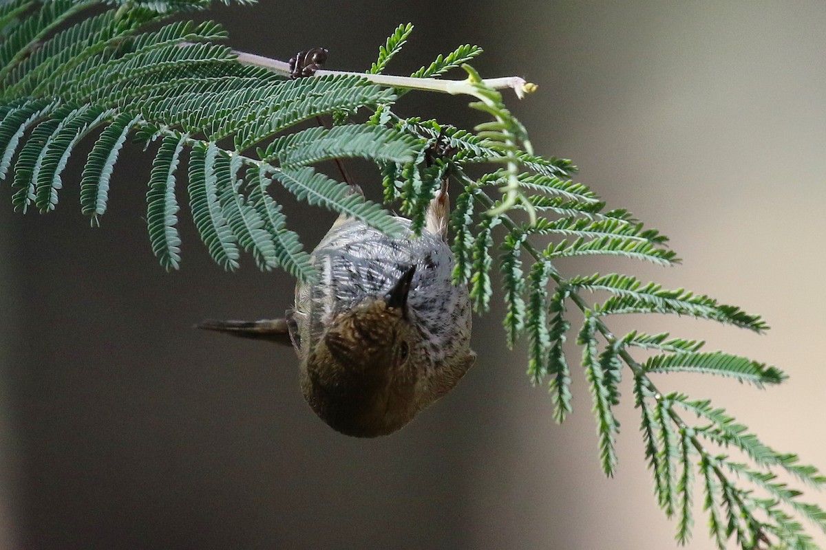Brown Thornbill - ML640126998