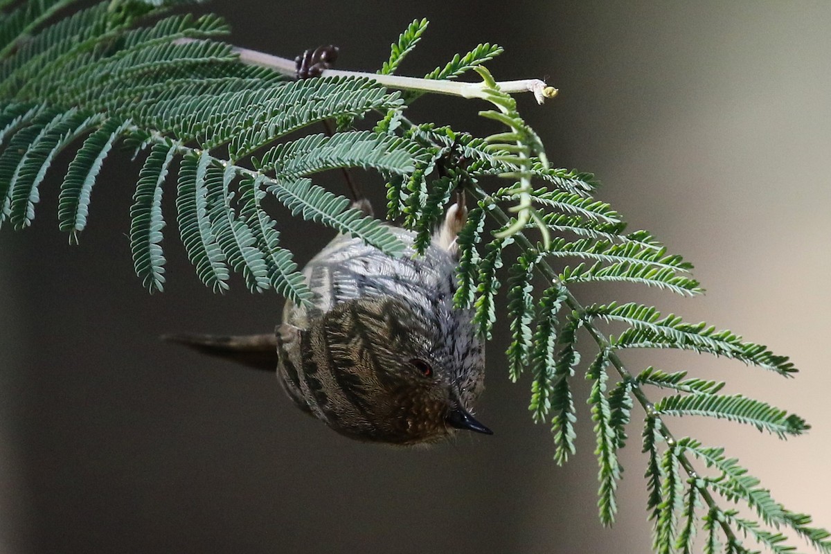 Brown Thornbill - ML640126999