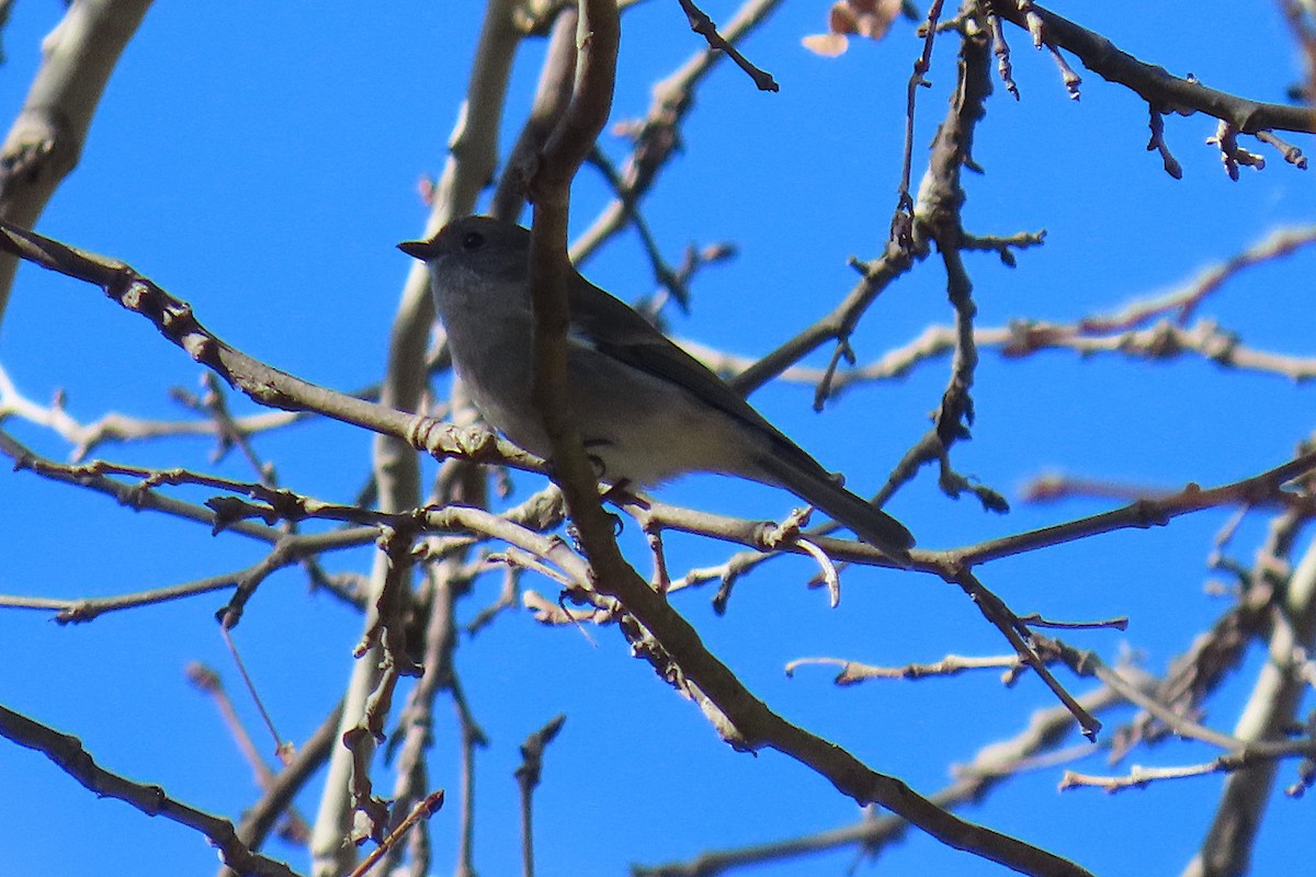 Golden Whistler - ML640127006