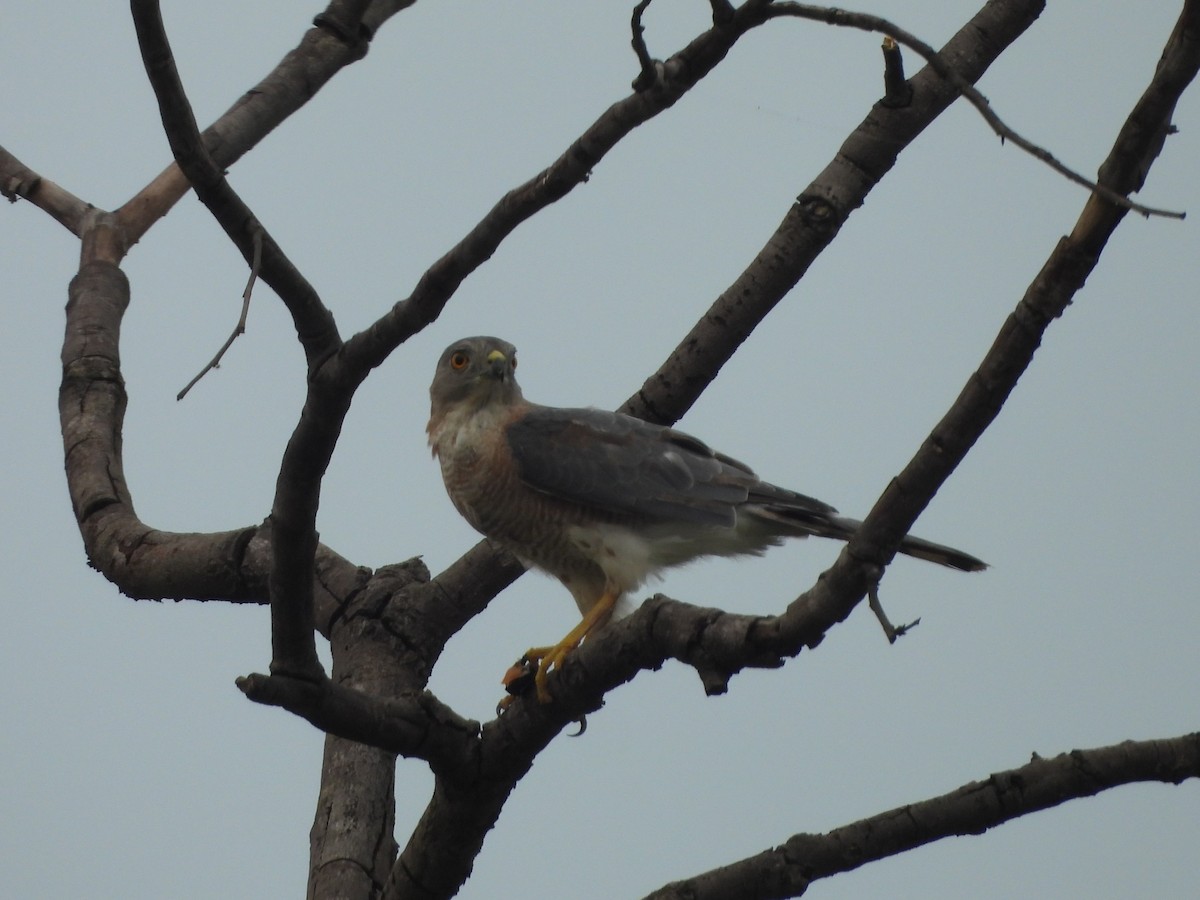 Shikra - ML640127065