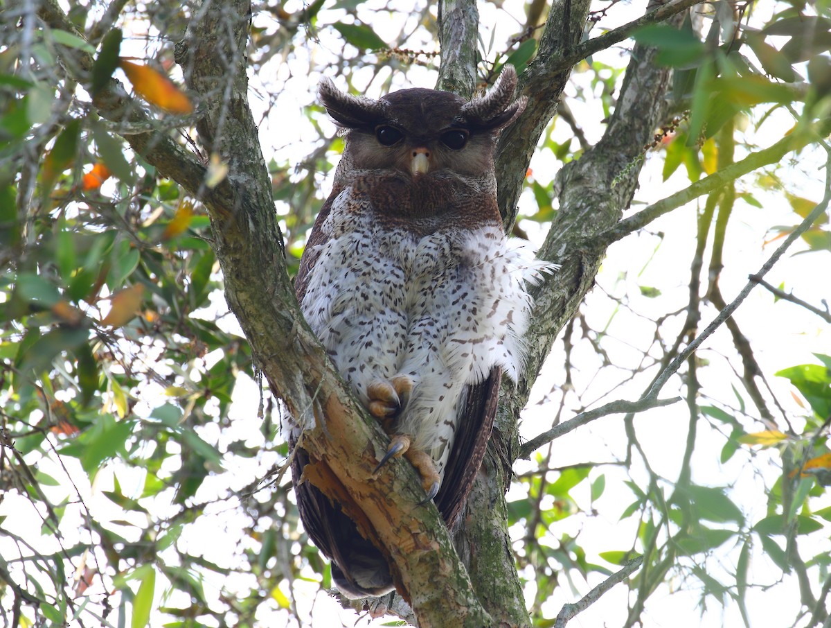 Barred Eagle-Owl - ML640127066
