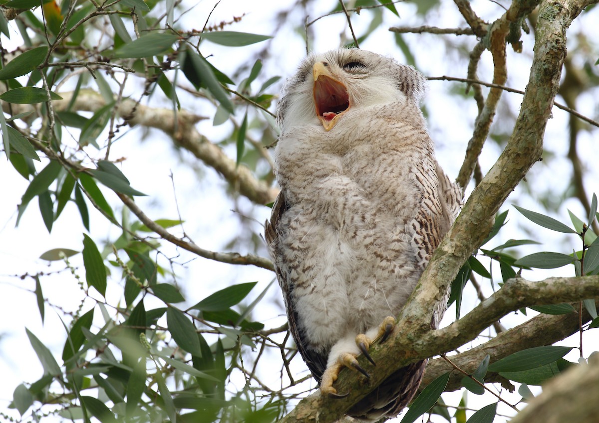 Barred Eagle-Owl - ML640127067