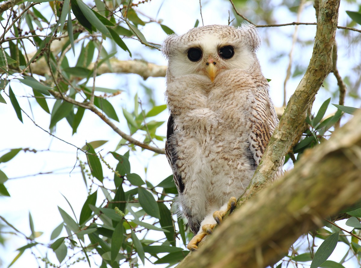 Barred Eagle-Owl - ML640127072