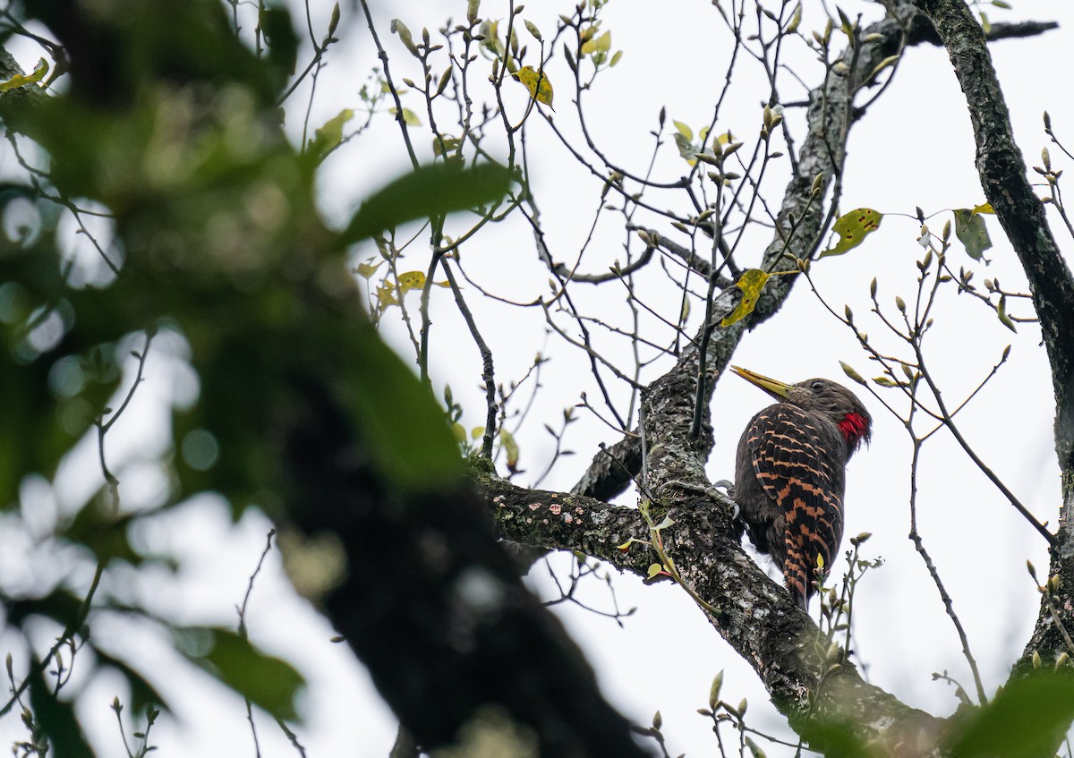 Bay Woodpecker - ML640127101