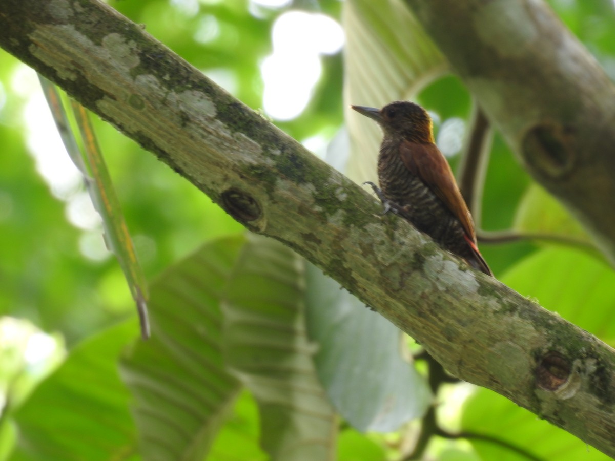 Red-rumped Woodpecker - ML640127127
