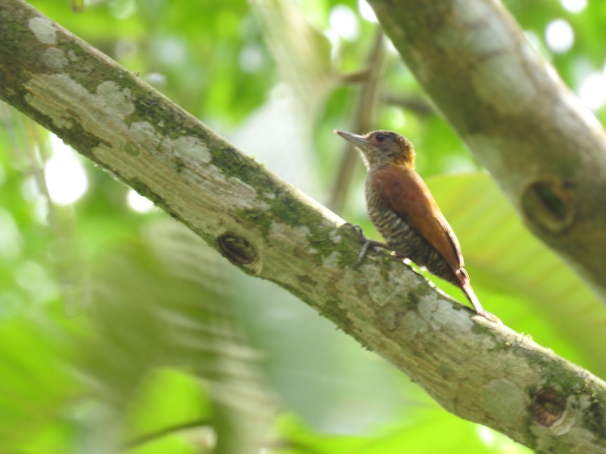 Red-rumped Woodpecker - ML640127128