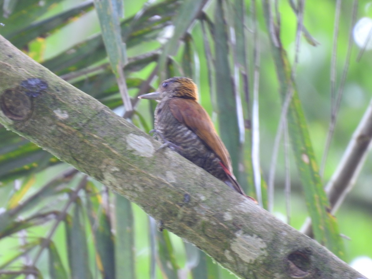 Red-rumped Woodpecker - ML640127131