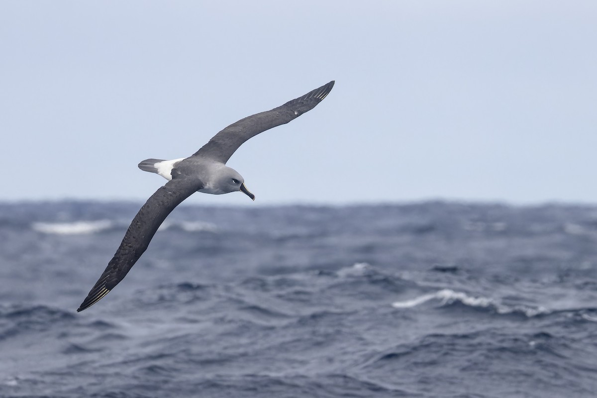 Boz Başlı Albatros - ML640127142