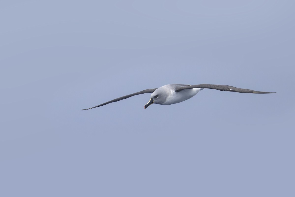 Boz Başlı Albatros - ML640127143