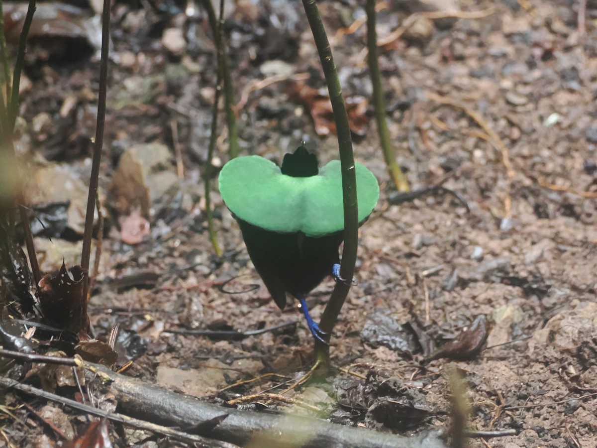 Wilson's Bird-of-Paradise - ML640127221