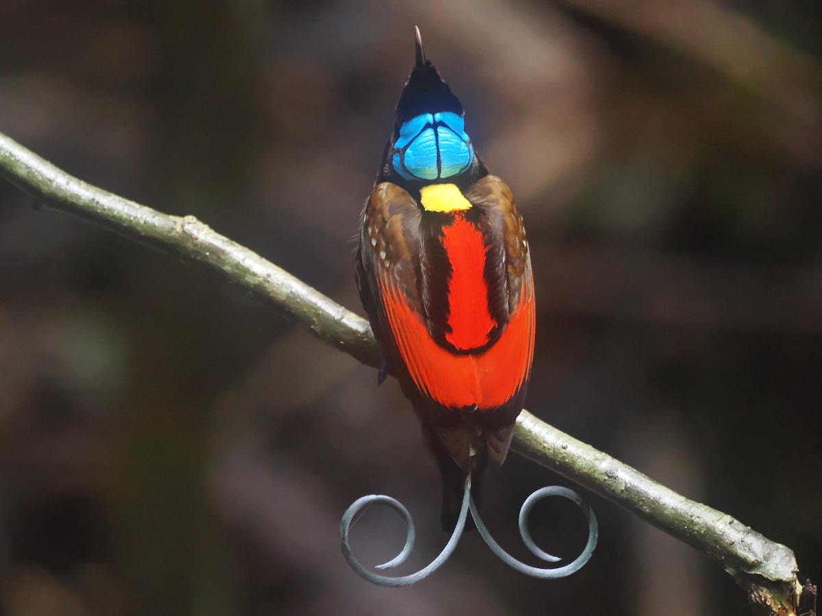 Wilson's Bird-of-Paradise - ML640127223