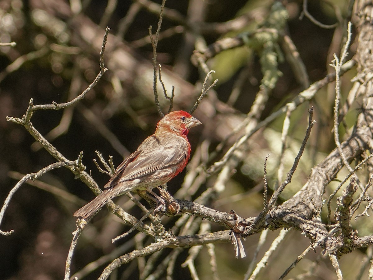 House Finch - ML640127388