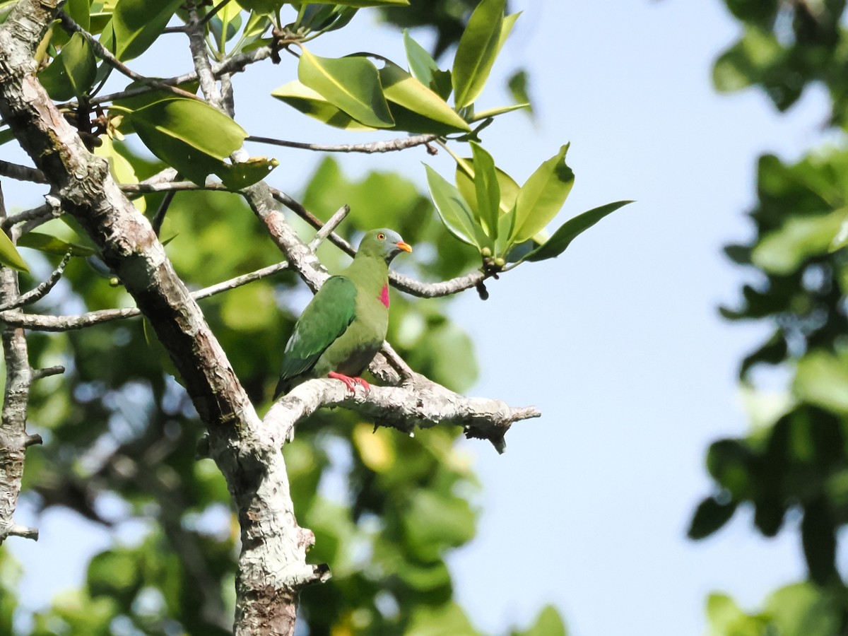 Claret-breasted Fruit-Dove - ML640127407