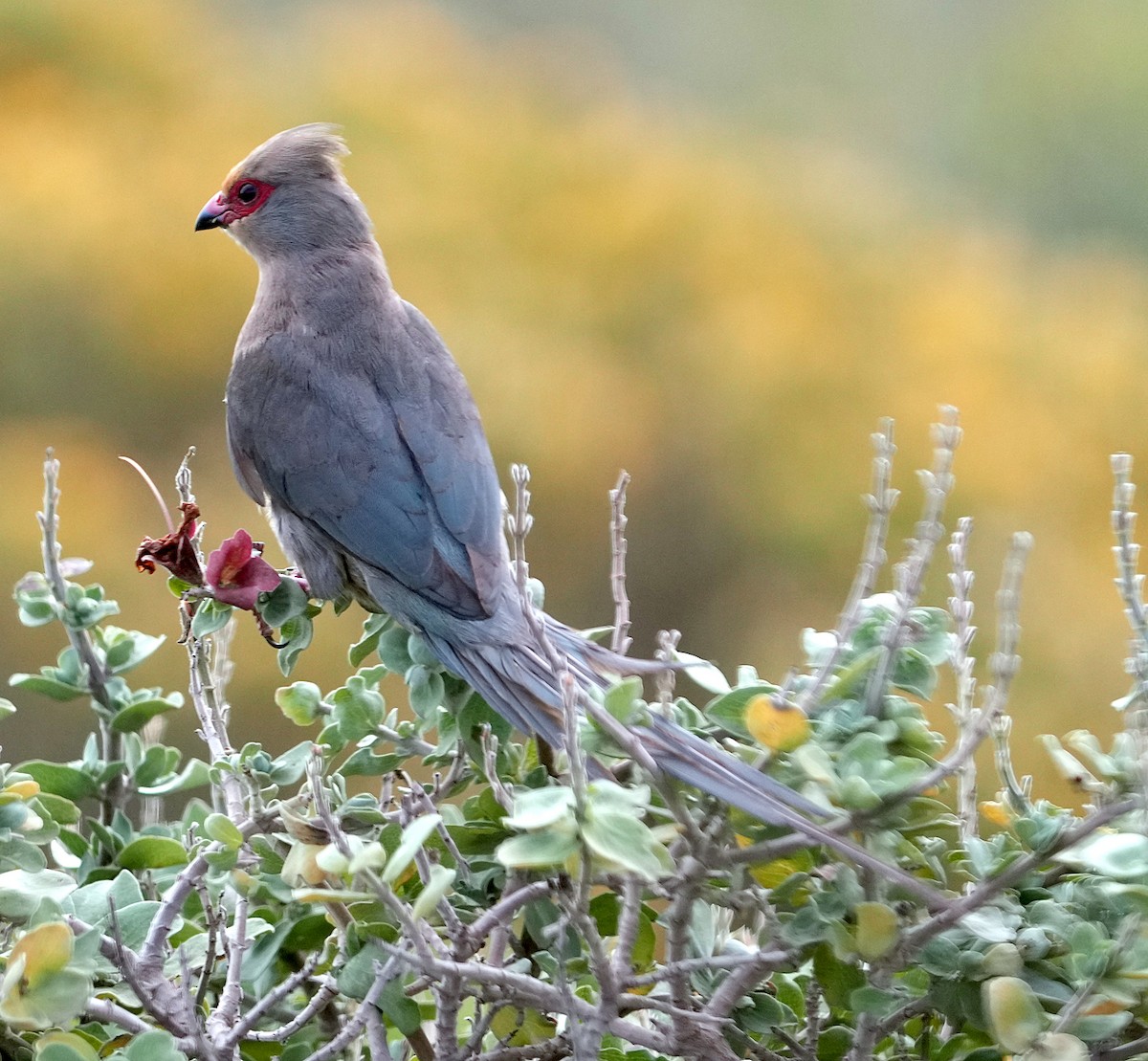 Red-faced Mousebird - ML640127548