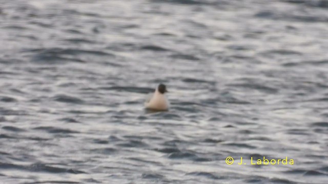 Black-headed Gull - ML640127570