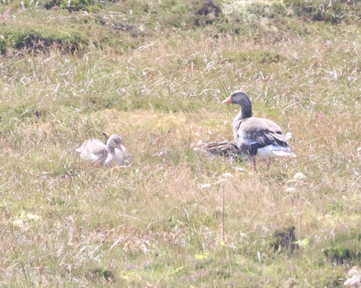 Graylag Goose - ML640127610