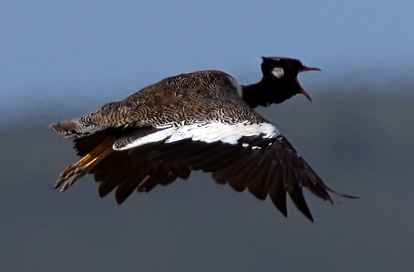 Black Bustard - ML640127645