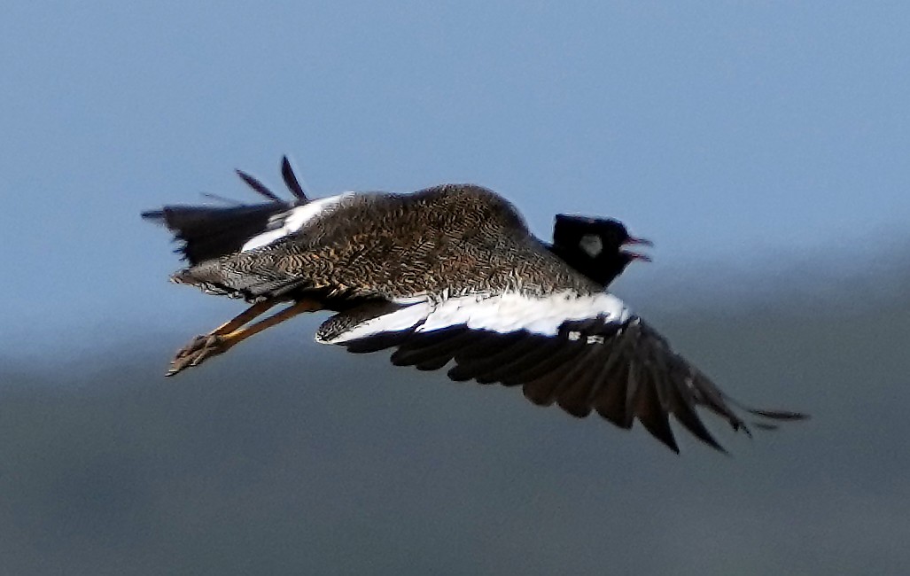 Black Bustard - ML640127646