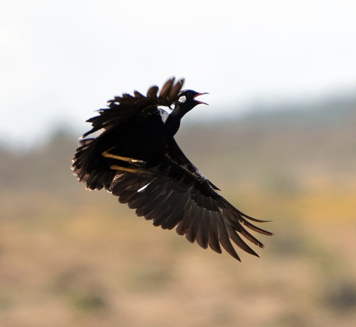 Black Bustard - ML640127647
