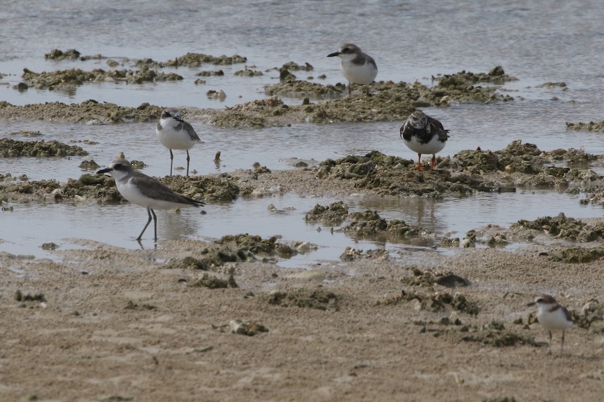 Greater Sand-Plover - ML640127674